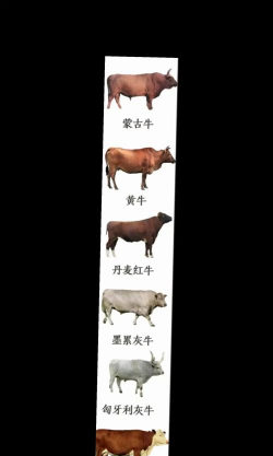 牲畜头数是什么