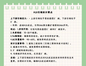 上游和下游是什么意思