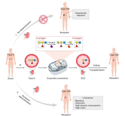 科学家构建新型“组合体”肾脏组织 为疾病研究和器官移植带来新希望
