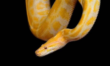 梦见又粗又大的黄金蟒