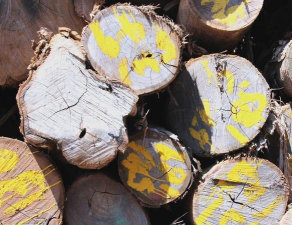 黄金密度比木头密度大吗？