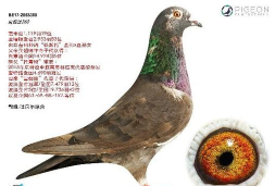 鲍威尔主帅继任鸽鹰角逐