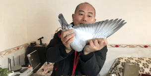 保尔森放鸽指引纸黄金破950