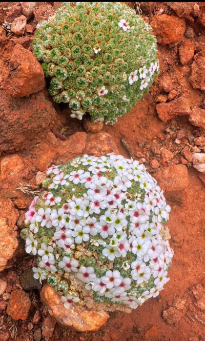 地缘冲突“多点开花”