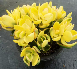 2026年01月13日玉树黄金最新价格