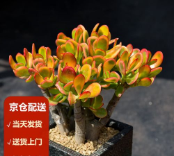 2026年01月18日玉树黄金最新价格