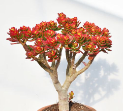 2025年10月06日玉树黄金实时价格