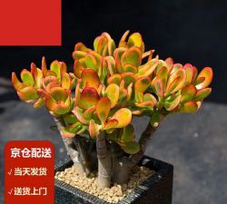 2025年10月11日玉树黄金实时价格